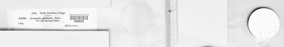 Arcyria globosa image